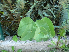 Aristolochia clematitis