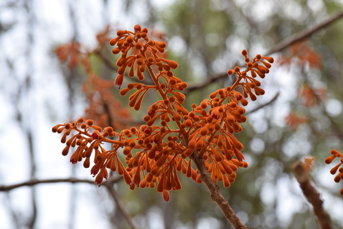 Image of Firmiana colorata by (c) Ansil B.R., some rights reserved (CC BY)