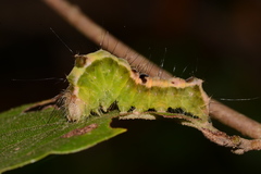 Acronicta hamamelis