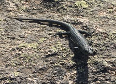 Archaeolacerta bedriagae bedriagae