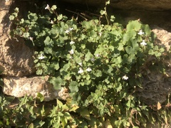 Cymbalaria muralis