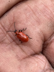 Lilioceris lilii