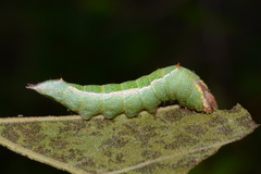 Hyparpax aurora