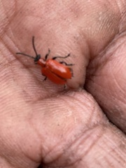 Lilioceris lilii