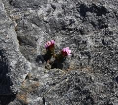 Sonderothamnus petraeus