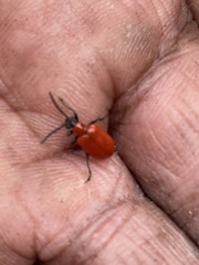 Lilioceris lilii