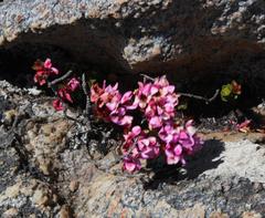 Sonderothamnus petraeus