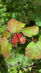 Viburnum lantanoides image