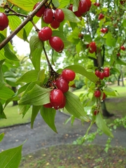 Cornus mas