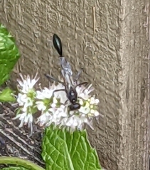 Eremnophila aureonotata