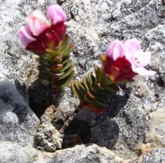 Sonderothamnus petraeus