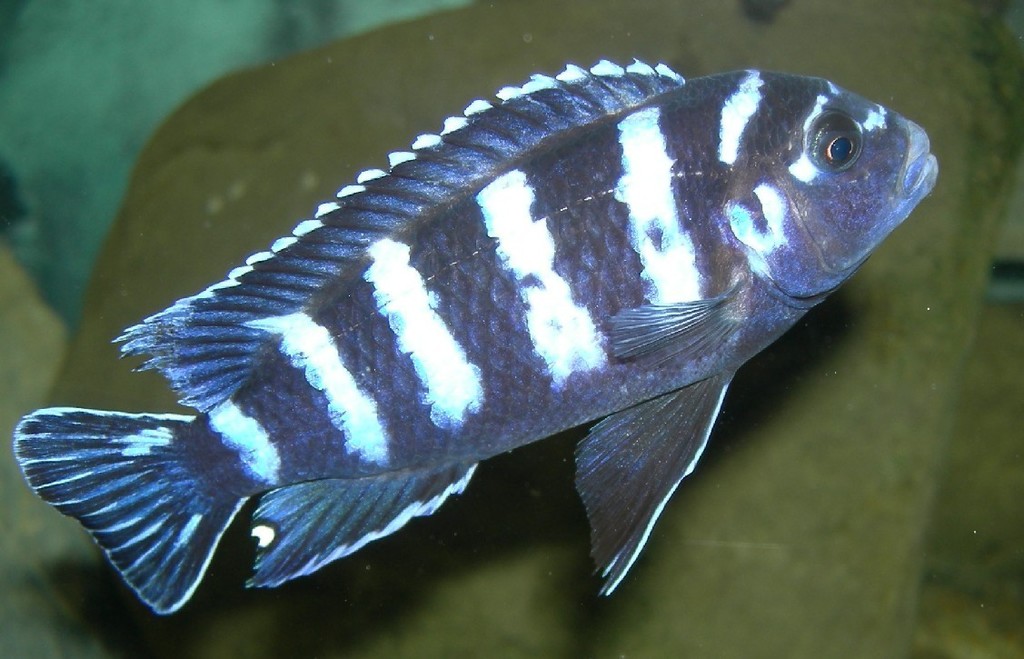 Demasoni (Chindongo demasoni)