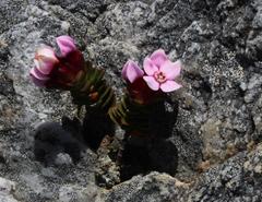 Sonderothamnus petraeus