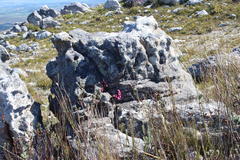 Sonderothamnus petraeus