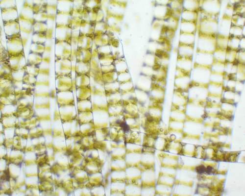Sphaeropleaceae