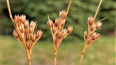 Juncus confusus