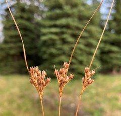 Juncus confusus