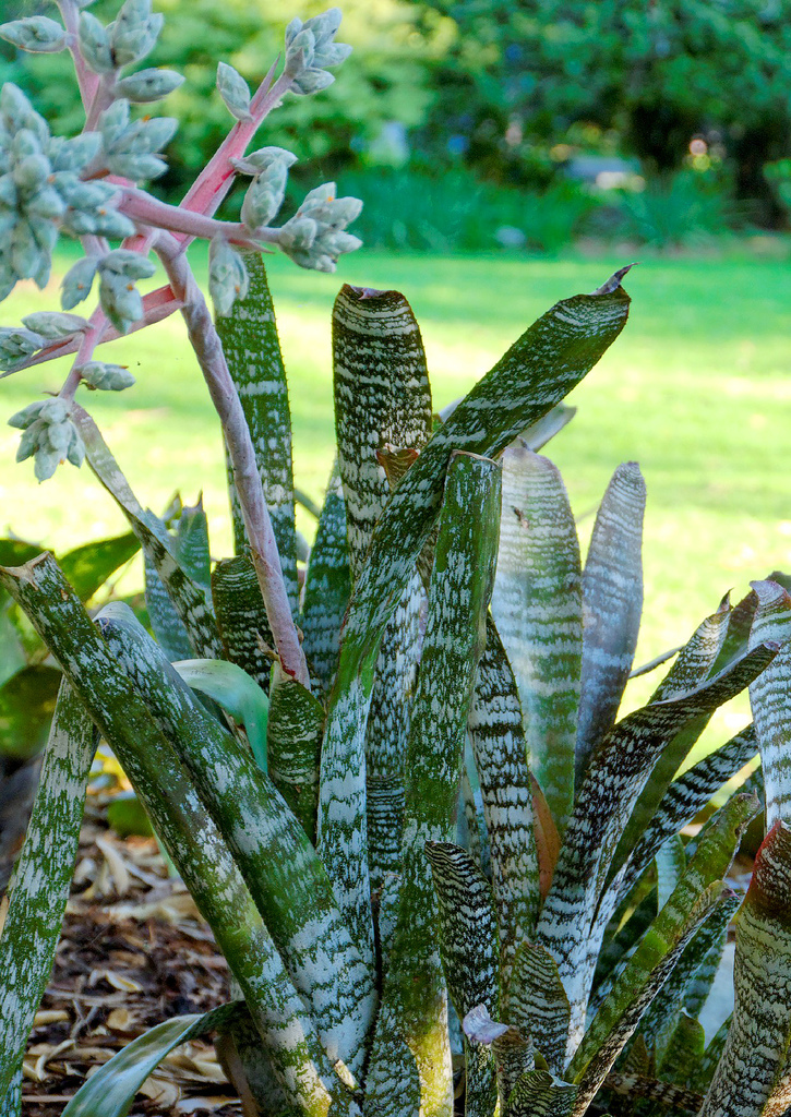 Bromeliads in Australia - Hohenbergia correia-araujoi