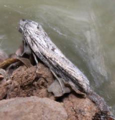 Criocharacta amphiactis