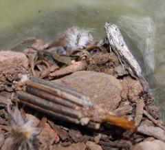 Criocharacta amphiactis