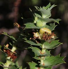 Cliffortia reniformis