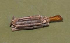 Criocharacta amphiactis