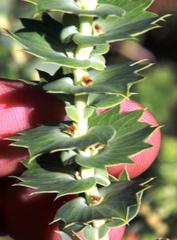 Cliffortia reniformis