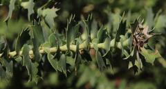 Cliffortia reniformis