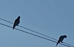 Amazona viridigenalis