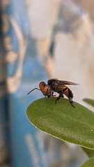 Oxytrigona