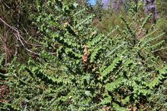 Cliffortia reniformis