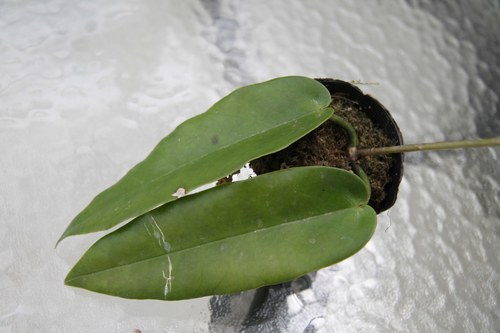 Hoya archboldiana