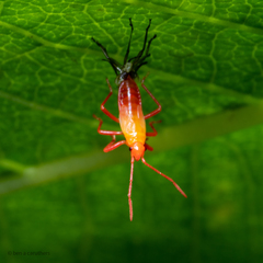 Oncopeltus fasciatus
