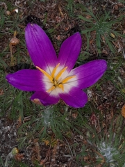 Colchicum montanum