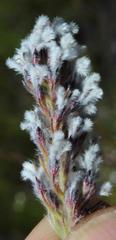 Spatalla mollis