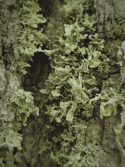 Ramalina labiosorediata