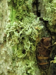 Ramalina labiosorediata