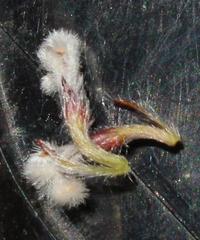 Spatalla mollis