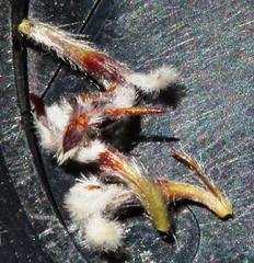 Spatalla mollis