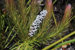 Spatalla mollis