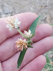 Gomphrena sonorae