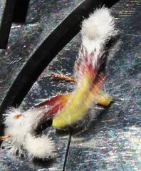 Spatalla mollis