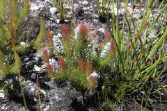 Spatalla mollis