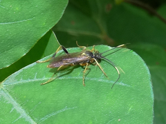 Polytribax contiguus