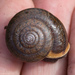 Silky Shoulderband Snail - Photo (c) Ken-ichi Ueda, some rights reserved (CC BY), uploaded by Ken-ichi Ueda