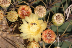 Macrotera