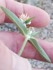 Gomphrena sonorae