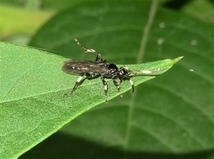 Cratichneumon viator