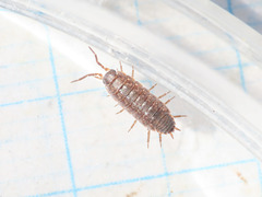 Porcellionides aternanus