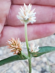 Gomphrena sonorae